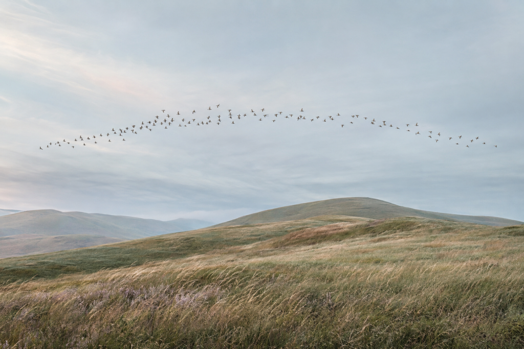 Flock of birds moving in coordinated formation above windswept grasses and softly rolling hills.